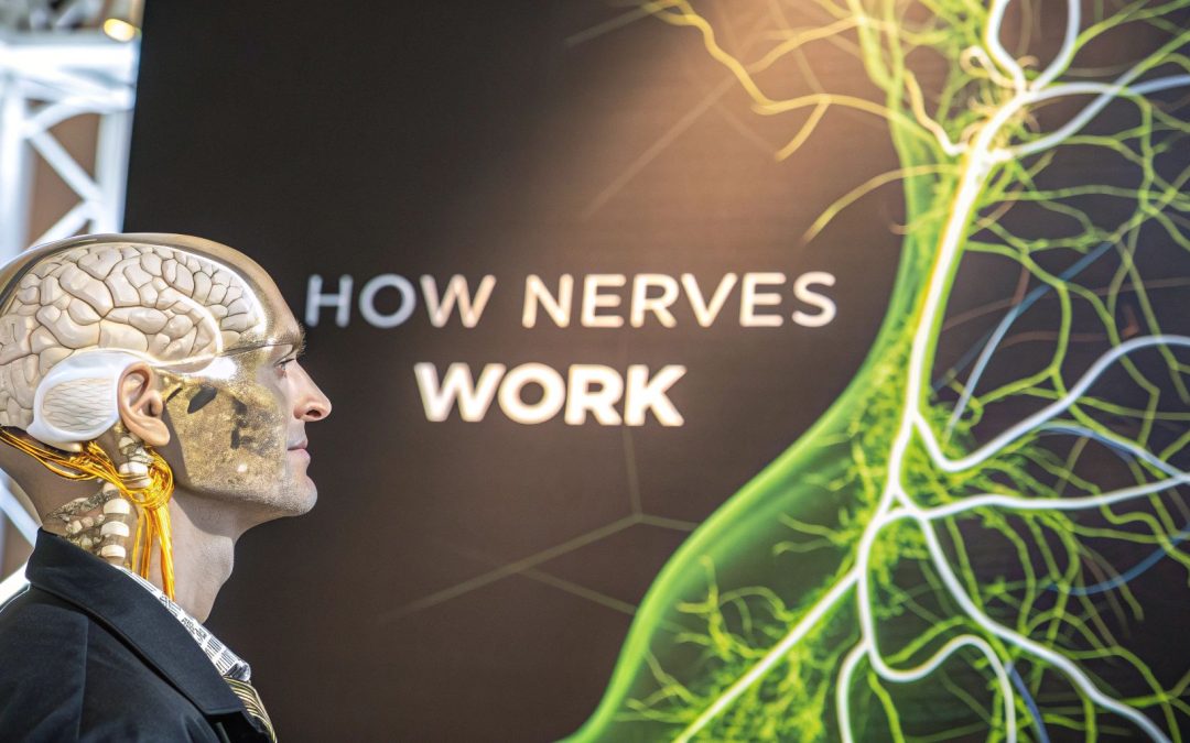 How does the nervous system work: A clear guide to nerves, brain, and health