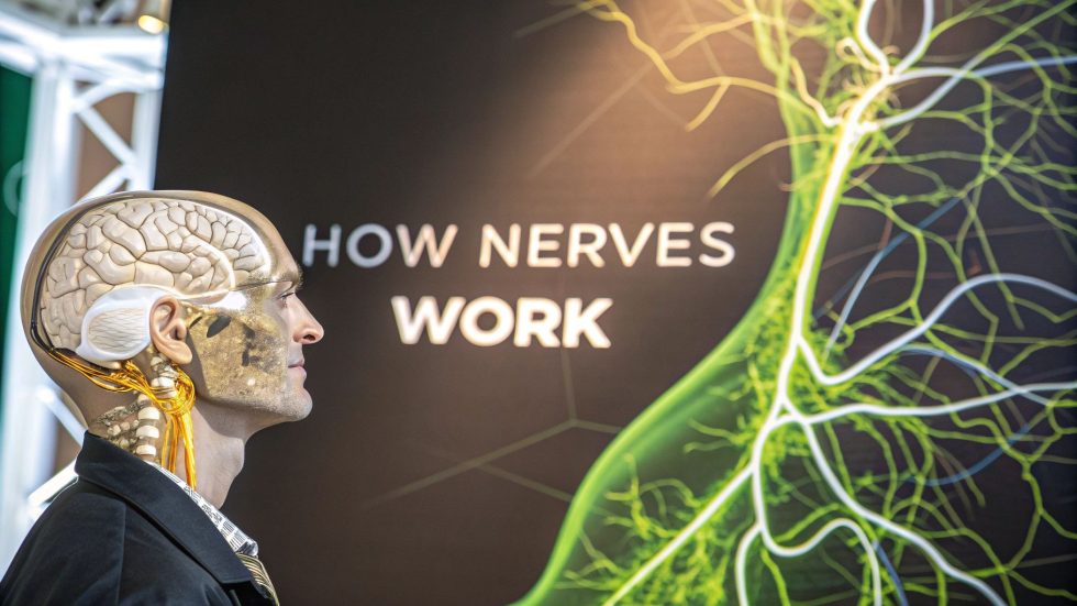 How does the nervous system work: A clear guide to nerves, brain, and ...