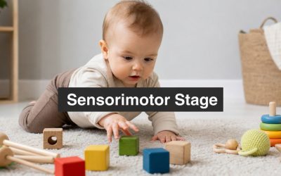 6 Key Examples of Sensorimotor Stage: A 2026 Guide